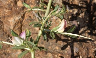 Ononis spinosa subsp. antiquorum (L.) Arcangeli [1/6]