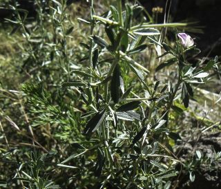 Ononis spinosa subsp. antiquorum (L.) Arcangeli [5/6]