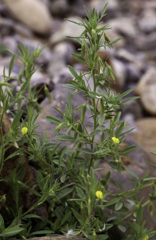 Ononis viscosa subsp. breviflora (DC.) Nyman [1/2]