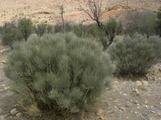 Retama dasycarpa Cosson [5/13]