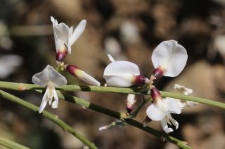 Retama monosperma (L.) Boiss.subsp. monosperma [10/11]