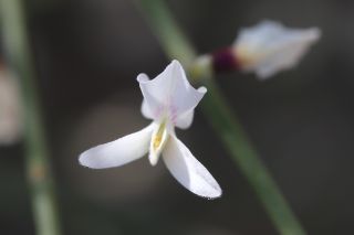 Retama monosperma (L.) Boiss.subsp. monosperma [11/11]