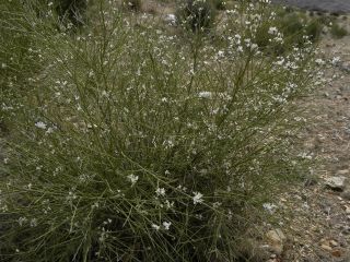Retama monosperma (L.) Boiss.subsp. monosperma [5/11]