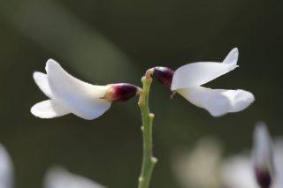 Retama monosperma (L.) Boiss.subsp. monosperma [12/12]