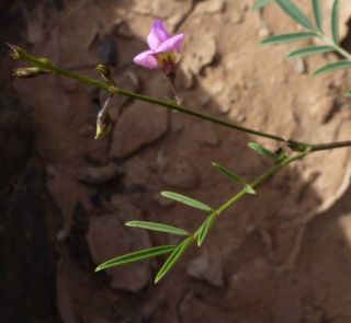 Tephrosia purpurea (L.) Pers. [2/14]