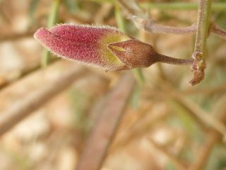Tephrosia purpurea (L.) Pers. [4/14]