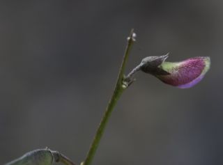Tephrosia purpurea (L.) Pers. [10/14]