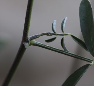 Tephrosia purpurea (L.) Pers. [12/14]