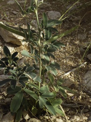Tephrosia uniflora Pers. [5/12]