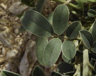 Tephrosia uniflora Pers. [6/12]