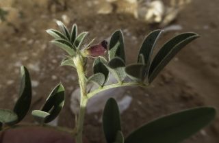 Tephrosia uniflora Pers. [7/12]