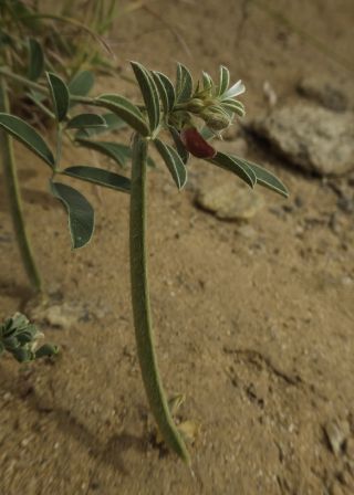 Tephrosia uniflora Pers. [11/12]