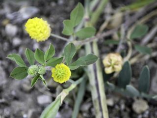 Trifolium campestre Schreb. [2/4]