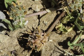 Trifolium glomeratum L. [2/4]
