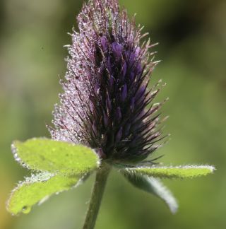 Trifolium ligusticum Loisel. [5/7]