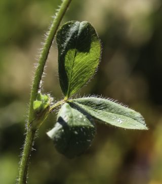 Trifolium ligusticum Loisel. [6/7]
