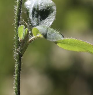 Trifolium ligusticum Loisel. [7/7]