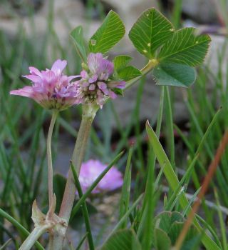 Trifolium resupinatum L. [2/7]