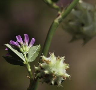 Trifolium resupinatum L. [5/7]