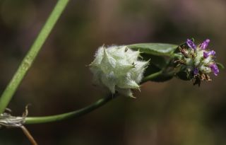 Trifolium resupinatum L. [7/7]