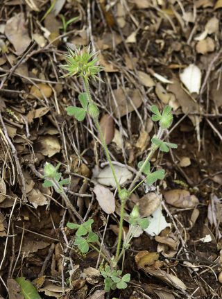 Trifolium stellatum L. [1/7]