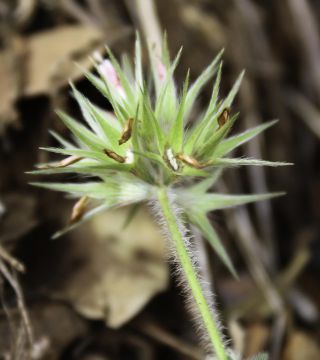 Trifolium stellatum L. [2/7]