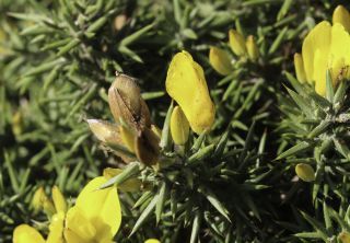 Ulex parviflorus subsp. africanus (Webb) Greuter [5/6]