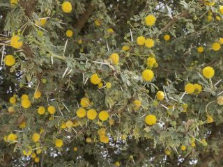 Vachellia flava (Forssk.) Kyal. & Boatwr. [13/19]