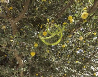 Vachellia flava (Forssk.) Kyal. & Boatwr. [15/19]