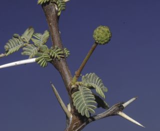 Vachellia flava (Forssk.) Kyal. & Boatwr. [8/19]