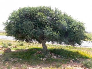 Vachellia gummifera (Willd.) Kyal. & BoatwR. [4/15]