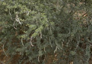 Vachellia gummifera (Willd.) Kyal. & BoatwR. [9/15]