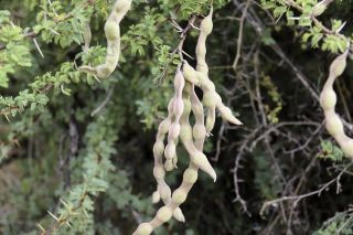 Vachellia gummifera (Willd.) Kyal. & BoatwR. [3/15]