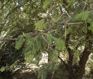 Vachellia nilotica (L.) P.J.H.Hurter & Mabb. subsp.kraussiana (Benth.) Kyal. & Boatwr. [5/9]