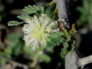 Vachellia tortilis (Forssk.) Galasso & Banfi subsp. raddiana (Savi) Kyal. & Boatwr. [2/15]