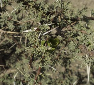 Vachellia tortilis (Forssk.) Galasso & Banfi subsp. raddiana (Savi) Kyal. & Boatwr. [6/15]