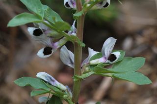 Vicia faba L. [1/1]