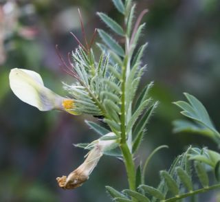 Vicia lutea subsp. vestita (Boiss.) Rouy [1/8]