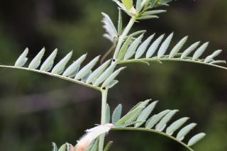Vicia lutea subsp. vestita (Boiss.) Rouy [2/8]