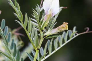 Vicia lutea subsp. vestita (Boiss.) Rouy [3/8]