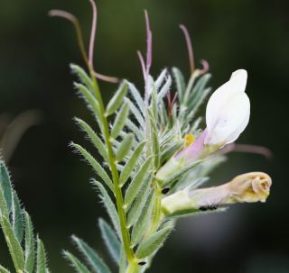 Vicia lutea subsp. vestita (Boiss.) Rouy [4/8]