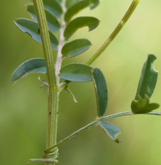 Vicia monantha Retz. subsp. monantha [3/13]