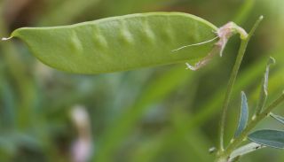 Vicia monantha Retz. subsp. monantha [10/13]