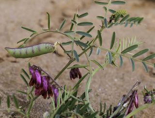Vicia villosa subsp. pseudocracca (Bertol.) Rouy [2/5]