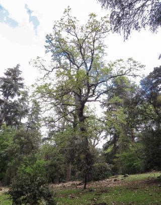 Quercus faginea Lam. [1/8]