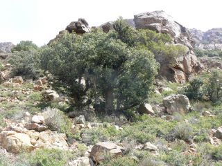 Quercus ilex L. subsp. rotundifolia (Lam.) T. Morais [9/14]