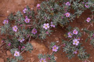 Frankenia pulverulenta L. [12/12]