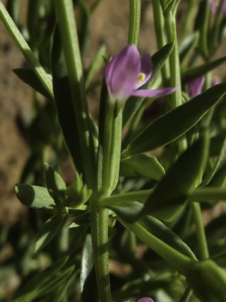Centaurium spicatum (L.) Fritsch [2/4]
