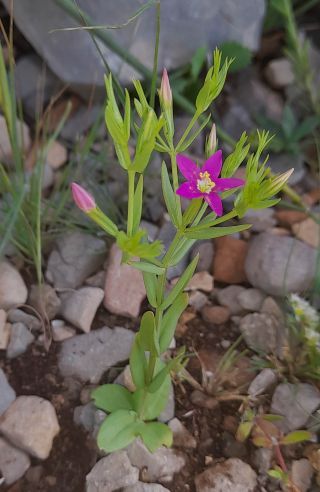 Centaurium tenuiflorum (Hoffmanns. & Link) Fritsch [1/1]