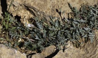 Erodium cheilanthifolium subsp. antariense (Rouy) Maire [2/14]